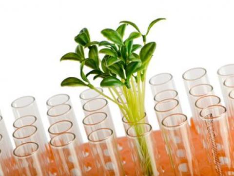 planta vex upp úr tilraunaglasi