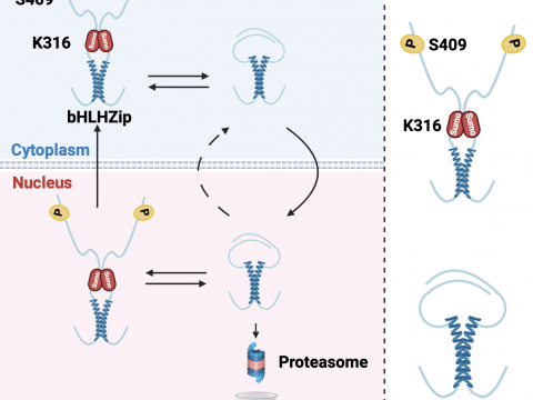 Novel mechanisms of MITF regulation identified