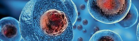 stem cells